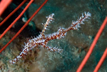 Ghostpipefish, Solomon Islands by Andy Lerner 