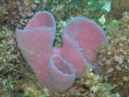 pink sponge by Serge Nadon 