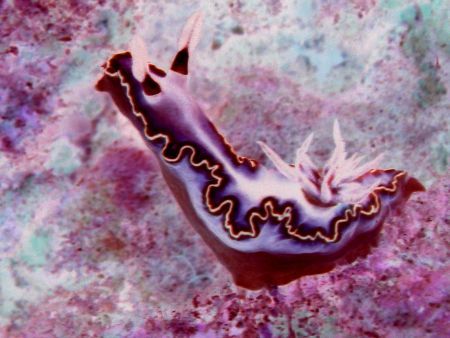 Negative of Feeding Nudi. Port Barton, Palawan. by Ben Nichols 