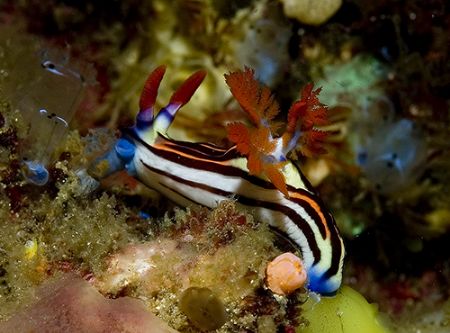 Nudi in Bali. 2006 by Chris Wildblood 
