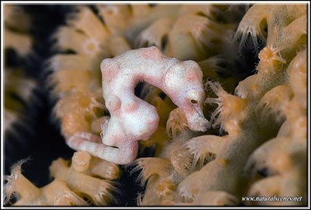 Still another pigmy but this time taken whith my D200/105... by Yves Antoniazzo 