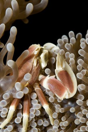 I had seen several porcelain crabs already, but none as b... by Erika Antoniazzo 