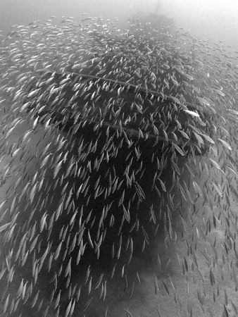 Schooling Baitfish cascade over the stern of the "Beata" ... by Terry Moore 