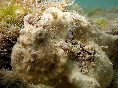 I'm always a sucker for frogfish; Intertidal, Line Islands. by Christine Huffard 