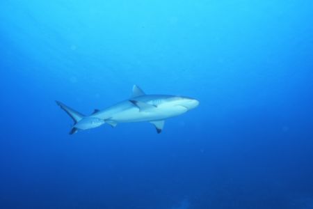 My first shark! Not sure what type. NIK V. Sudan 2006. by Howard Gilmour 