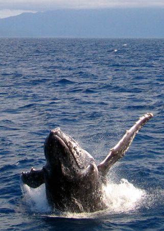 Humpback Whale Breaching,Such an amazing sight. Great Bar... by Joshua Miles 