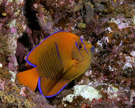 Juvenile Clarion Angel,Isla San Benedicto, endemic to the... by Dan Blum 