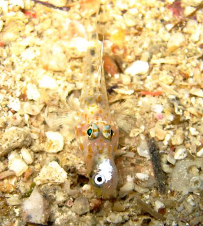 Dinner, taken at richelieu rock with Canon A620 by Steven Kleinert 