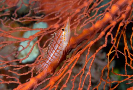 Longnose Hawkfish, Solomon Islands by Andy Lerner 