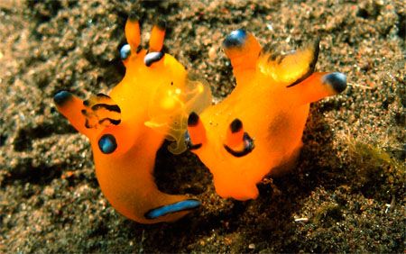 Undecent Exposure
Thecacera pacifica
Tulamben River - B... by Steven Kleinert 