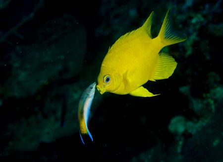 cleaning on reef in fiji, taken with a 60mm by Victor Zucker 