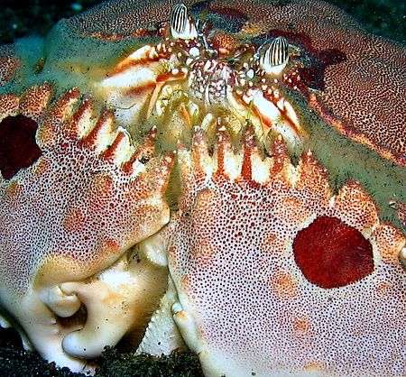Box crab Calappa by Christine Huffard 