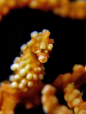 Face To Face! Taken In Anilao With Canon G7. by Edvin Eng 