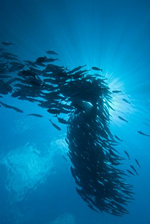 Lucky Seven, Solomon Islands by Andy Lerner 