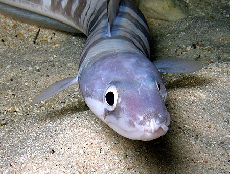 eel foraging on reef flat at night by Christine Huffard 