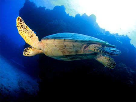 Posing in the sun. Cozumel. Canon SD550. by Paul Holota 