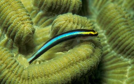 Sharknose goby (Gobiosoma genie) on boulder brain coral (... by Laszlo Ilyes 
