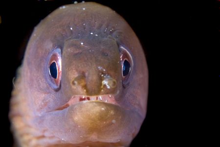 Tiny eel peeking out. by Kristin Anderson 