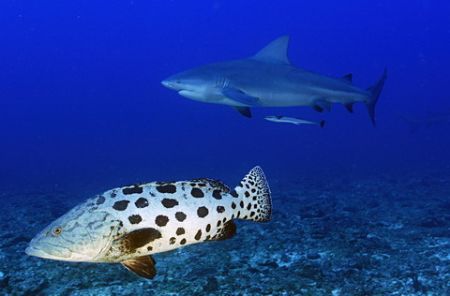 don't look behind! a bull shark passes overhead a wary po... by Fiona Ayerst 