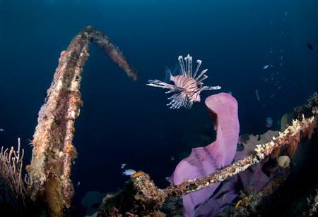 Lion on wreck, Solomon Islands by Andy Lerner 