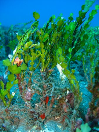Halimeda algae, Maui by Christine Huffard 