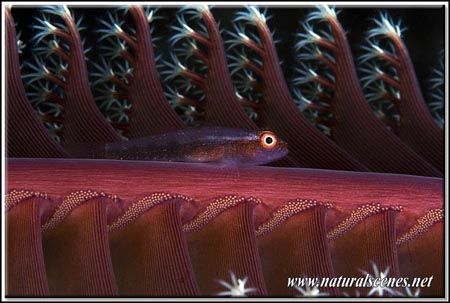 This picture does not need turning since it was taken as ... by Yves Antoniazzo 