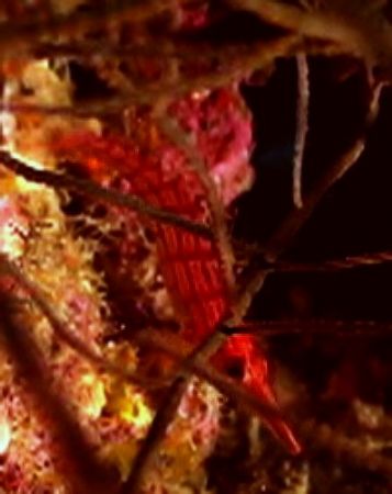 Hawk fish in fan, Sony PC350, taken
while diving on the ... by Marylin Batt 