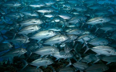 School of Jacks, Solomon Island by Andy Lerner 