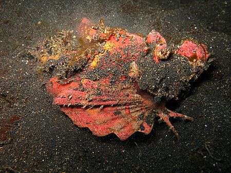 Spiny devilfish emerging from the sand by Christine Huffard 