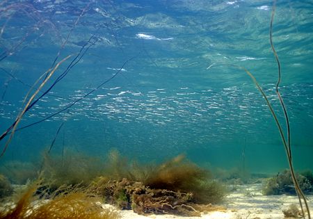 Memories of sunnier days - sand eels in Streamstown Bay, ... by Mark Thomas 