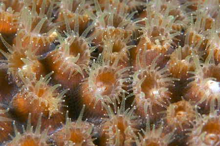 Spot the Shrimp who hides upon the coral, taken with a Ca... by Terry Moore 