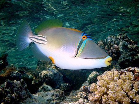 Picasso triggerfish taken at Sharksbay with Olympus SP350. by Nikki Van Veelen 
