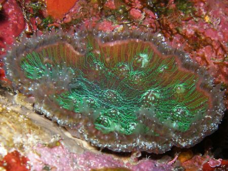 Anemone, the wall, Parquera, by Osvaldo Deleon 