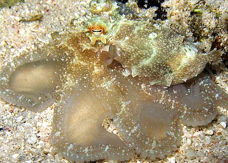 Undescribed octopus hunting by Christine Huffard 