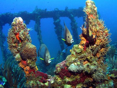 Twin Grey Angels swim through the wreckage of the RMS Rhone by Terry Moore 
