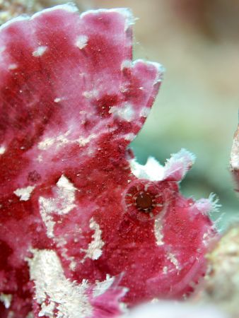 Leaf Scorpionfish, hard to find but always a good photo s... by Stuart Ganz 