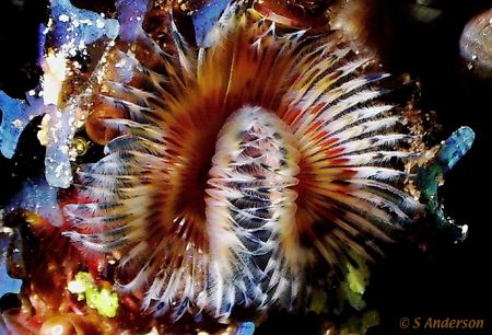 "Dusting" This photo of a Feather Duster was taken in Coz... by Steven Anderson 