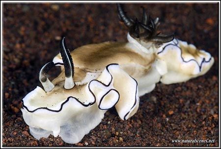 Old and all chewed up nudi for today’s entry; I always th... by Yves Antoniazzo 