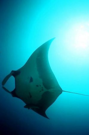 Beautiful Ballet! Over 4m/14ft from tip to tip. Koh Bon, ... by Erich Reboucas 