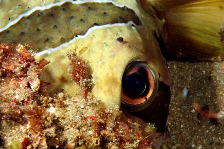 Hiding Boxfish: 100mm Canon 20D by Clive Ferreira 