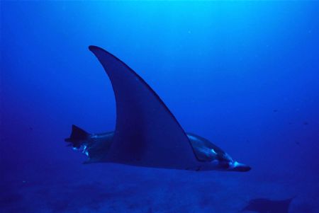 Flying Manta no tail by Sue Ferreira 