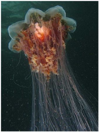 Lions Mane Jelly. Taken at Hood Canal in Washington State... by Daniel Hershman 