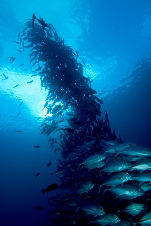 Up Periscope. Line of Jacks in the Solomons by Andy Lerner 