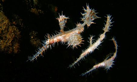 Three ornate ghost pipefish taken in basura dive site in ... by Raymond Bersamin 