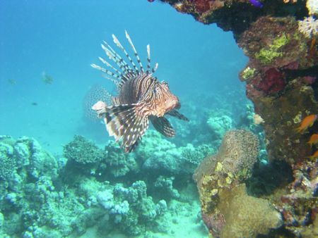 Lion fish taken in Marsa Alam by Jim Stamp 
