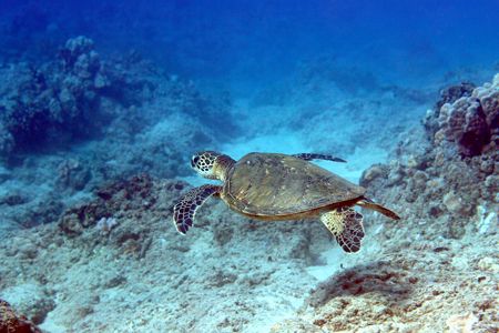 The Hawaiian Green Sea Turtle "Honu"
Taken at Kahe beach... by Stuart Ganz 