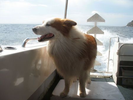 Taken off the coast of NSW, the local diving guru scoping... by Shea Pletz 