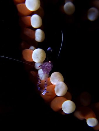 Taken in Lembeh/ Indonesia by Mike Kreklau 