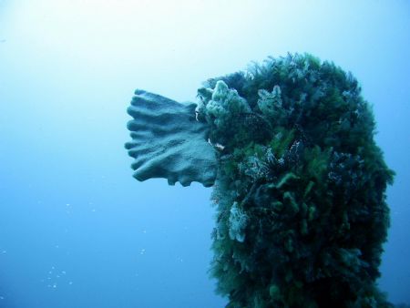 South Africa, Hout Bay. Aster Wreck dive. Corals & sponge... by Frank Richardson 
