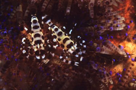 Coleman Shrimp - This species usually found in pairs in a... by Richard Smith 
